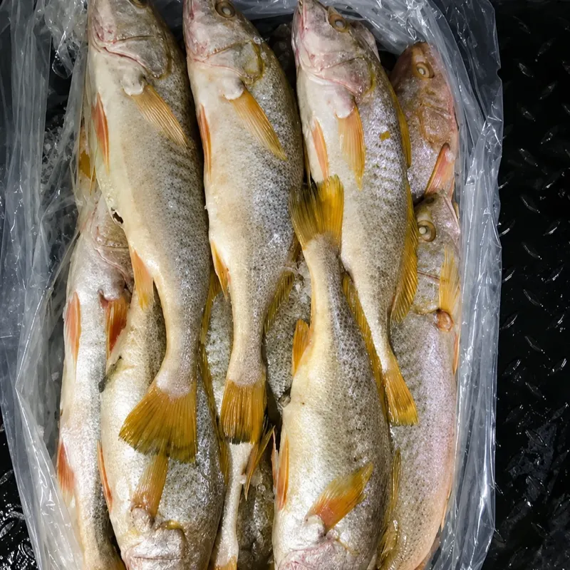 Mullets Fish